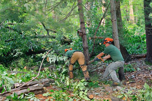 Best Affordable Tree Cutting  in Newark, IL